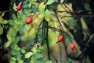 Red rosehip berries on the twigs, colorful foliage for a background. Autumnal garden and forest, green and yellow leaves, selective focus, shallow depth of field, modern seasonal concept.