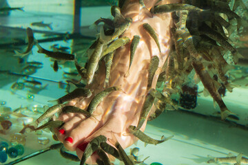 foot care with natural peeling and massage. Fish choose only damaged areas of skin. Garra Rufa fish