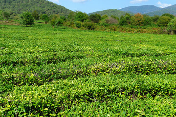 Fototapeta na wymiar Green tea on a sunny day, tea plantation natural background.