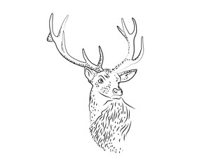 Deer with antlers on a white background. Sketch. Vector illustration.