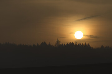 Hazy warm golden sunset silhouettes a line of coniferous trees