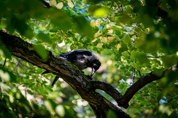 vrow on a tree branch trying to open a nut