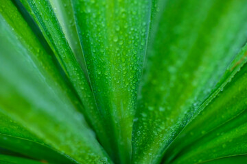 Water droplets on the leaves during the rainy season