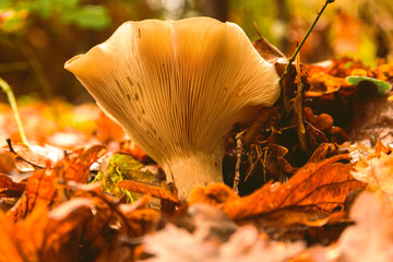 Orange Chanterelle like mushroom in the autumn leaves. Selective focus.