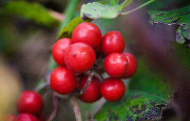 The red wild berry in the forest