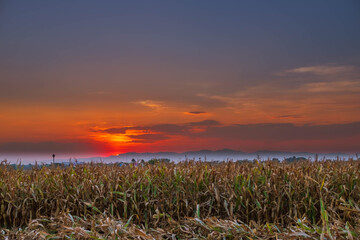 The sunset on the corn field