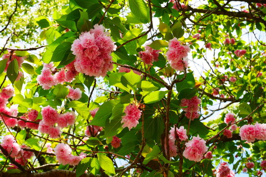 八重桜( yae sakura)