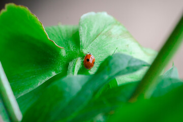 The ladybug on the green leaf.
