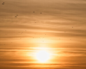 Bird flying at sunset. against the bright orange sun.