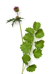 Kleiner, Wiesenknopf, Sanguisorba, minor