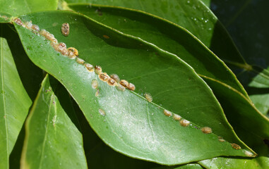 Schildlaeuse; Coccoidea; Blattlaeuse