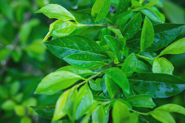 Water droplets on the leaves during the rainy season
