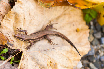 The lizard on the dry leaf