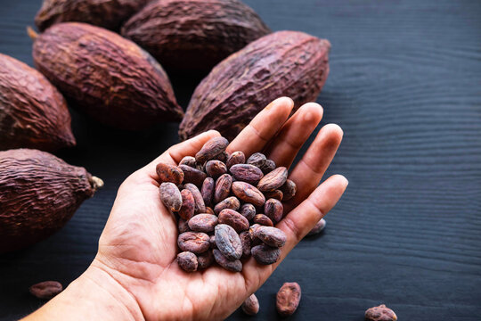 .Cocoa beans and dried cocoa