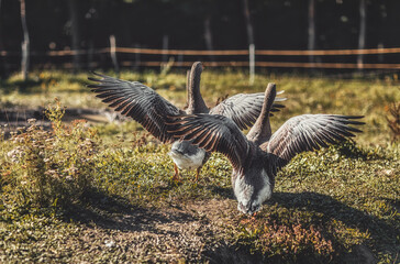 Flock of gray geese on a farm.