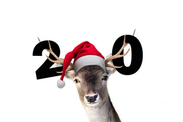 Junges Rentier mit Nikolausmütze - 2020 © Biewer_Jürgen