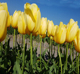 Obraz premium Tulipa Big Smile, Tulpenbluete