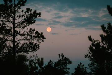 Full red moon over the trees in night forest. Europe, Estonia