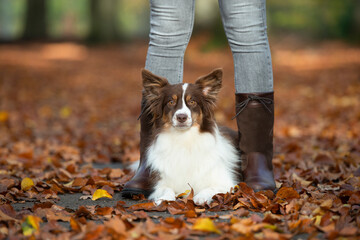 Pretty dog lying down between the legs of its owner outdoors in a autumn forest