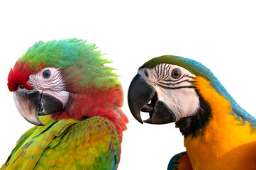 Beautiful macaw isolated on white background