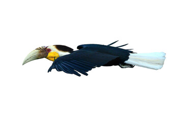 Wreathed hornbill flying isolated on white background © chamnan phanthong