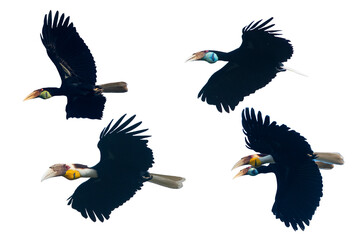 Set of Wreathed Hornbill flying isolated on white background