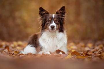 Pretty American shepherd dog lying down in a autumn forest, beween autumn leafs