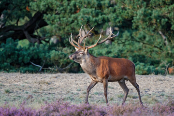 Red deer (Cervus elaphus) stag trying to impress the females in the rutting season  in the forest of National Park Hoge Veluwe in the Netherlands