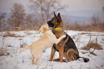 Beautiful german shepherd dog playing with mix breed dogs in snow, winter nature
