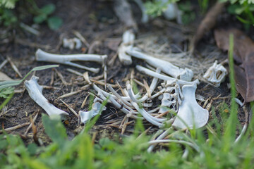 Small animal bones on the ground