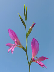 Field Gladiolus (Gladiolus italicus)