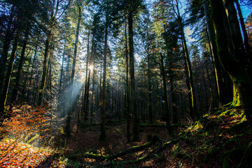 Fototapeta premium Risnjak national park in Croatia landscape