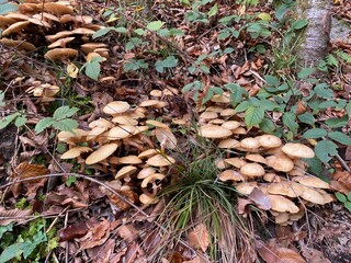 Kupa river spring valley landscape