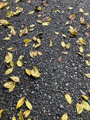 dried autumn leaves on road in a rainy day