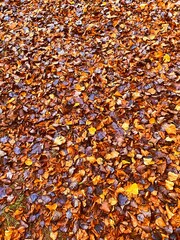 Beautiful autumn leaves colorful background 
