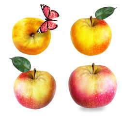 Color apples on white background