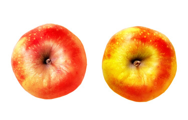 Color apple on white background