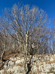 Risnjak national park in Croatia landscape