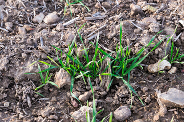 Semis de blé tendre