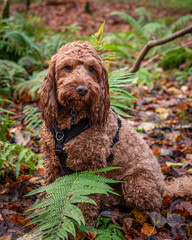 A young cockapoo sitting in amongst the bracken in a local forest