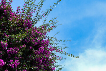 Purple flowers bush with blue sky background