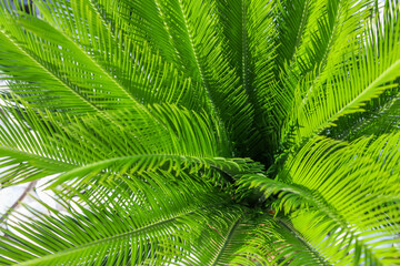 Naklejka na ściany i meble Palm tree leaves. Tropical forest natural, green pattern.