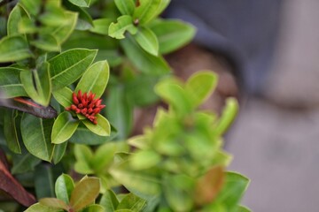 soka flower, beautiful tropical flower, background bokeh
