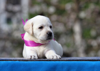 the yellow labrador puppy on the blue