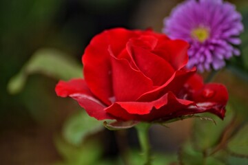fresh topis roses, bokeh background
