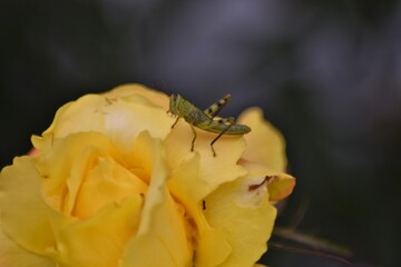 fresh topis roses, bokeh background