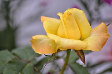 fresh topis roses, bokeh background