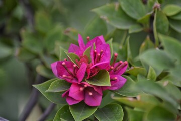 Bougainvillea flower with green leaves, bokeh background