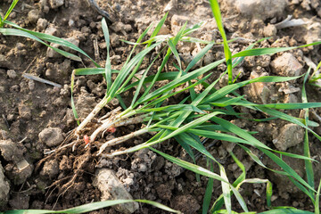Semis de blé, jeune pousses