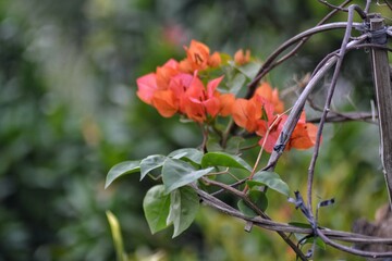 Bougainvillea flower with green leaves, bokeh background
